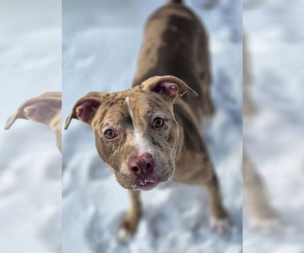 Medium Photo #1 Catahoula Leopard Dog-Unknown Mix Puppy For Sale in Clarkston, MI, USA