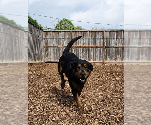 Medium Photo #17 Rottweiler-Unknown Mix Puppy For Sale in Houston, TX, USA