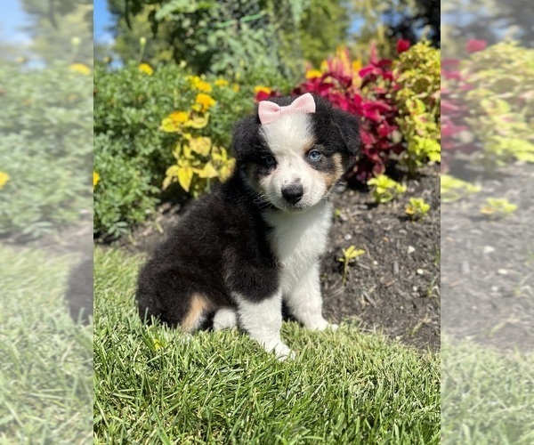 Medium Photo #1 Miniature Australian Shepherd Puppy For Sale in NOBLESVILLE, IN, USA