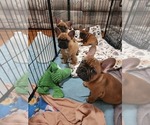 Small Photo #7 French Bulldog Puppy For Sale in CONCORDIA, KS, USA