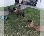 Small #4 Belgian Malinois-Dutch Shepherd Dog Mix