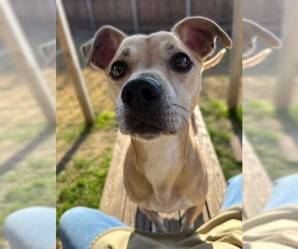 Medium Photo #2 Beagle-Cardigan Welsh Corgi Mix Puppy For Sale in Plano, TX, USA