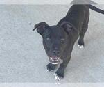 Small American Pit Bull Terrier Mix