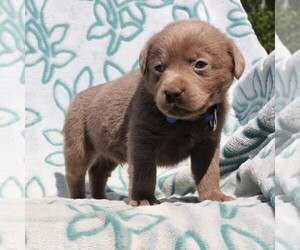 Labrador Retriever Puppy for sale in CHARLOTT HALL, MD, USA
