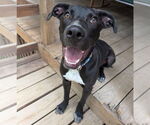 Small #12 Catahoula Leopard Dog Mix