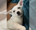 Small #4 American Eskimo Dog Mix
