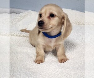 Dachshund Puppy for Sale in CEDAR HILL, Tennessee USA