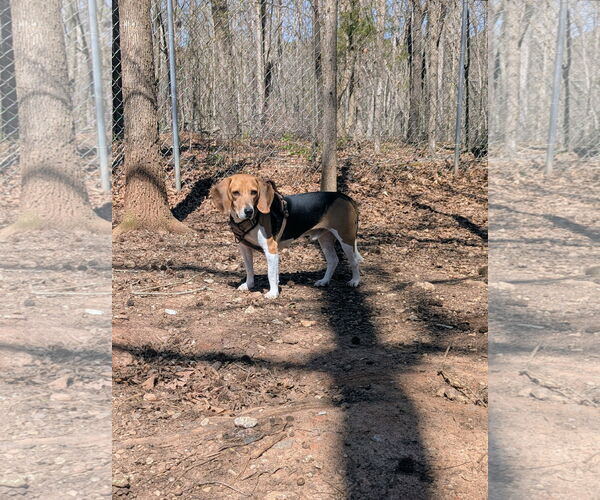 Medium Photo #3 Beagle Puppy For Sale in McCormick, SC, USA