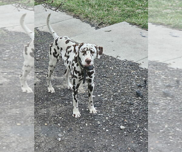 Medium Photo #1 Dalmatian Puppy For Sale in LEIPSIC, OH, USA