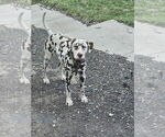 Small Photo #1 Dalmatian Puppy For Sale in LEIPSIC, OH, USA