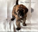 Small #2 Goldendoodle-Woodle Mix