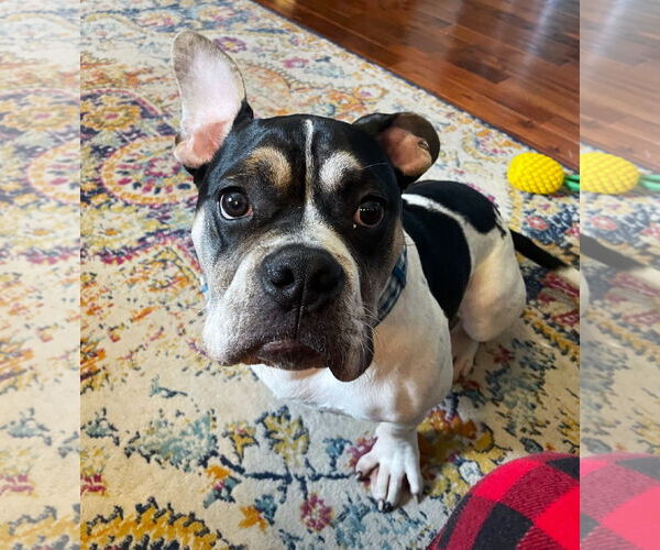 Medium Photo #6 Bulldog-Unknown Mix Puppy For Sale in St. Louis Park, MN, USA