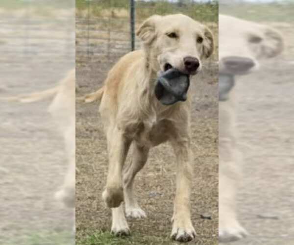 Medium Photo #3 Golden Labrador Puppy For Sale in Minneapolis, MN, USA