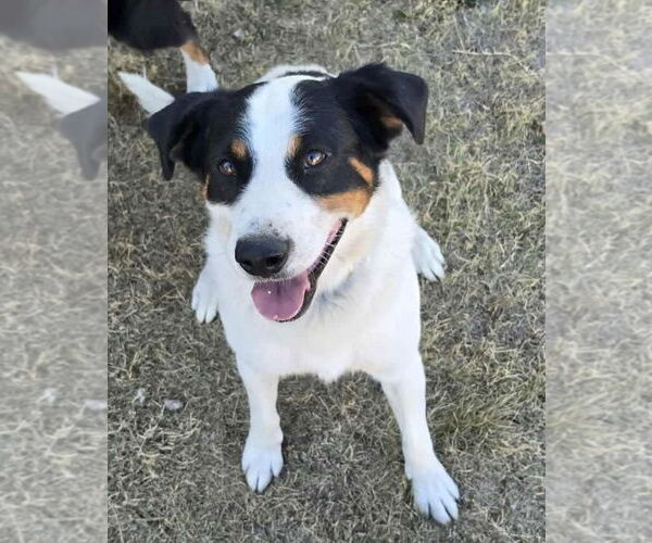 Medium Photo #2  Puppy For Sale in , 