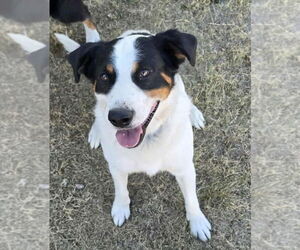 Australian Shepherd-Unknown Mix Dogs for adoption in Grafton, WI, USA