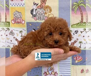 Poodle (Toy) Puppy for sale in WINNSBORO, LA, USA