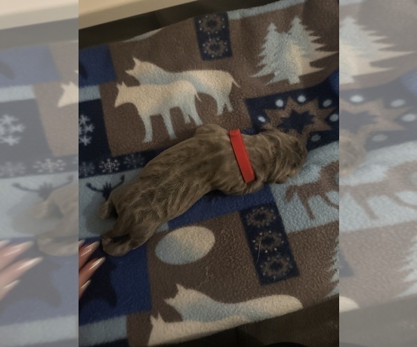 Medium Photo #1 Cane Corso Puppy For Sale in PALOS HEIGHTS, IL, USA