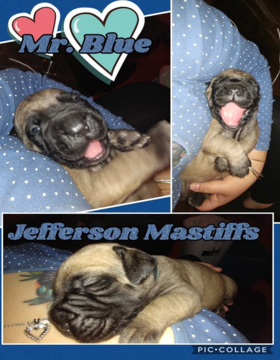 Medium Photo #1 Cane Corso Puppy For Sale in WAVERLY, VA, USA