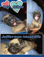 Cane Corso Puppy for sale in WAVERLY, VA, USA
