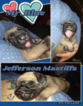 Small Photo #1 Cane Corso Puppy For Sale in WAVERLY, VA, USA