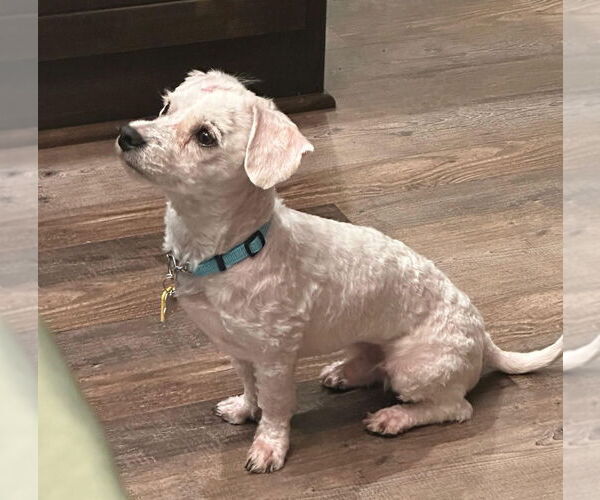 Medium Photo #2 Maltese-Unknown Mix Puppy For Sale in Andover, MN, USA