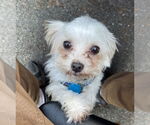 Small #2 Maltese