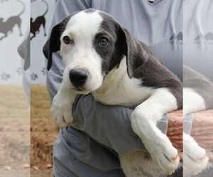 Retriever -Unknown Mix Dogs for adoption in Prattville, AL, USA