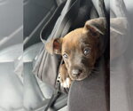 Small #1 Labrador Retriever Mix