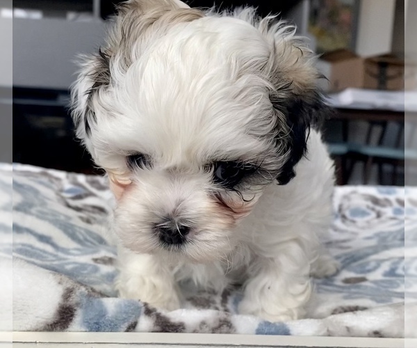 Medium Photo #14 Shih-Poo-Zuchon Mix Puppy For Sale in GALENA, NV, USA