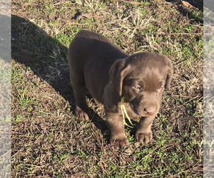 Labrador Retriever Puppy for sale in COLCORD, OK, USA
