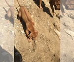 Small Photo #22 Rhodesian Ridgeback Puppy For Sale in MORONGO VALLEY, CA, USA