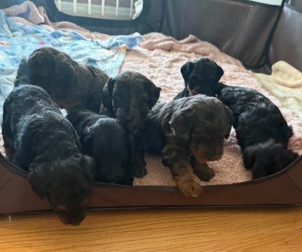 Medium Photo #1 Goldendoodle (Miniature) Puppy For Sale in OAK LAWN, IL, USA