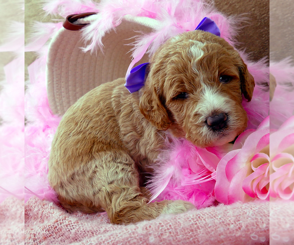 Full screen Photo #1 Goldendoodle Puppy For Sale in ROY, UT, USA