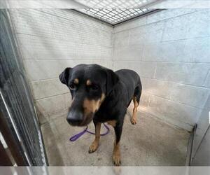 Rottweiler Dogs for adoption in San Bernardino, CA, USA