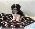 Small #3 Havanese