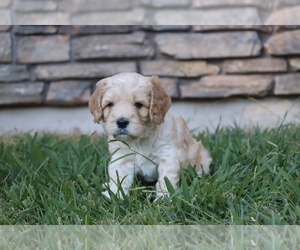 Cavapoo Puppy for sale in CITRUS HEIGHTS, CA, USA