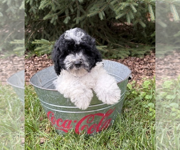 Medium Photo #4 Havapoo Puppy For Sale in MIDDLEBURY, IN, USA