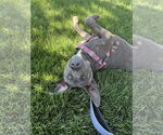 Small #4 Blue Lacy Mix