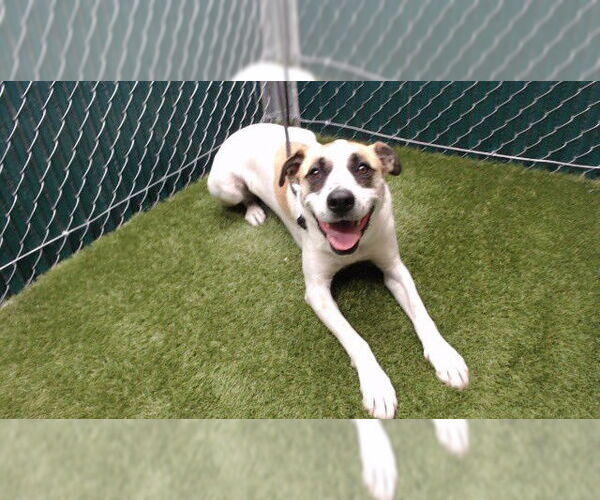 Medium Photo #1 English Foxhound-Unknown Mix Puppy For Sale in Downey, CA, USA