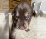 Small Photo #10 Labrador Retriever-Siberian Husky Mix Puppy For Sale in MEM, TN, USA