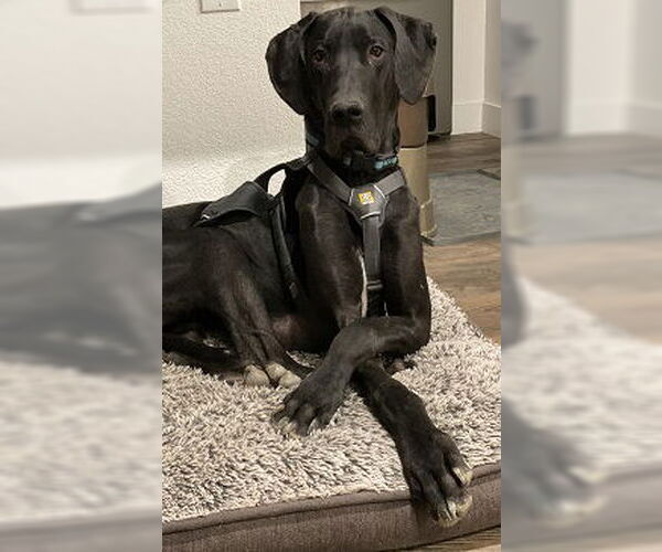 Medium Photo #3 Great Dane Puppy For Sale in Lakewood, CO, USA