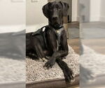 Small #2 Great Dane