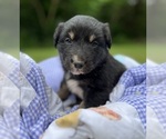 Puppy Anna Australian Shepherd