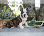 Puppy Marsha Faux Frenchbo Bulldog