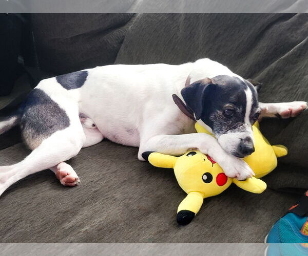 Medium Photo #9 Jack-Rat Terrier Puppy For Sale in McKinney, TX, USA