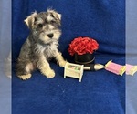 Small #2 Schnauzer (Miniature)