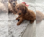 Small #21 Maltipoo