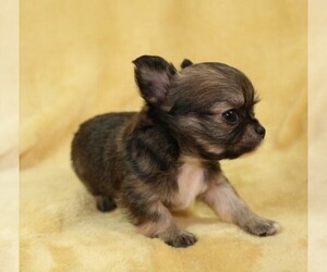 Chihuahua Puppy for sale in MUSKOGEE, OK, USA