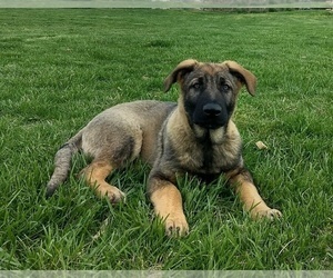 German Shepherd Dog Puppy for sale in AVA, MO, USA
