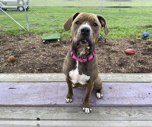 Boxer-Unknown Mix Dogs for adoption in McKinleyville, CA, USA